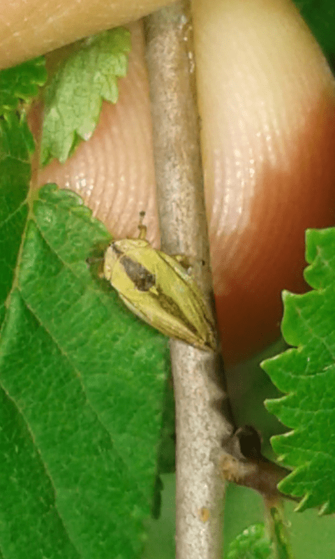 Philaenus spumarius (Aphrophoridae)?